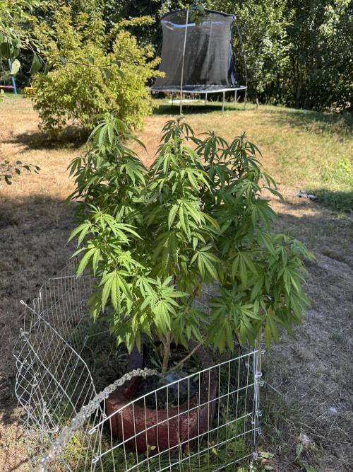 TAX Bracket #7 Outdoor. Week 12