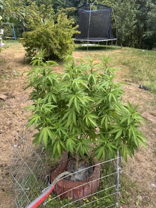 TAX Bracket #7 Outdoor. Week 12