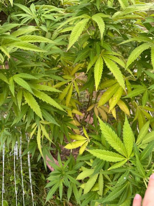 TAX Bracket #7 Outdoor. Week 12
