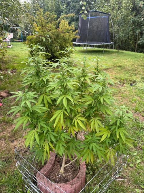 TAX Bracket #7 Outdoor. Week 12