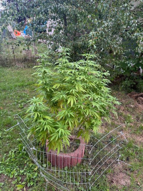 TAX Bracket #7 Outdoor. Week 12