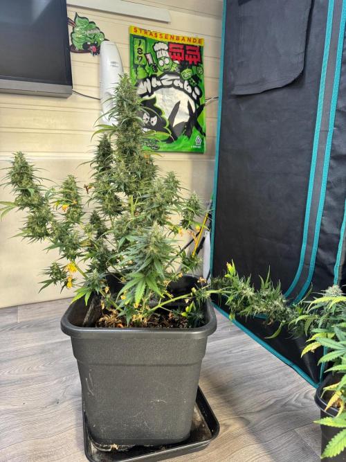 NorthernLights Auto. Week 11