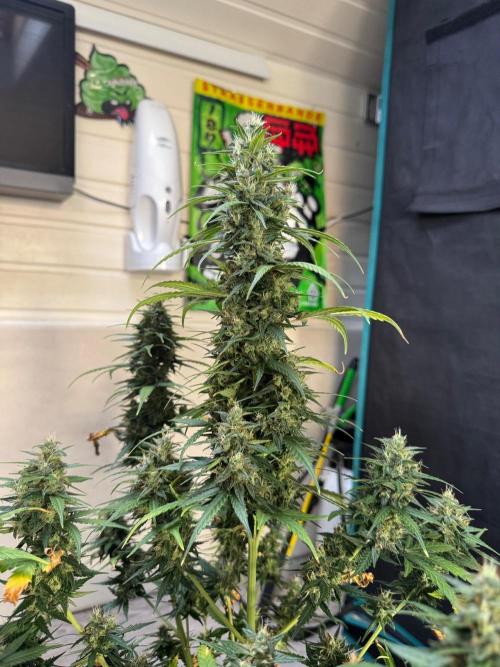 NorthernLights Auto. Week 11