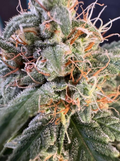NorthernLights Auto. Week 11