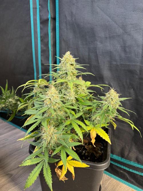 NorthernLights Auto. Week 11