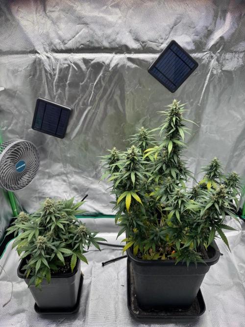 Northern Lights Auto. Week 11