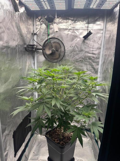 LX 187. Week 10
