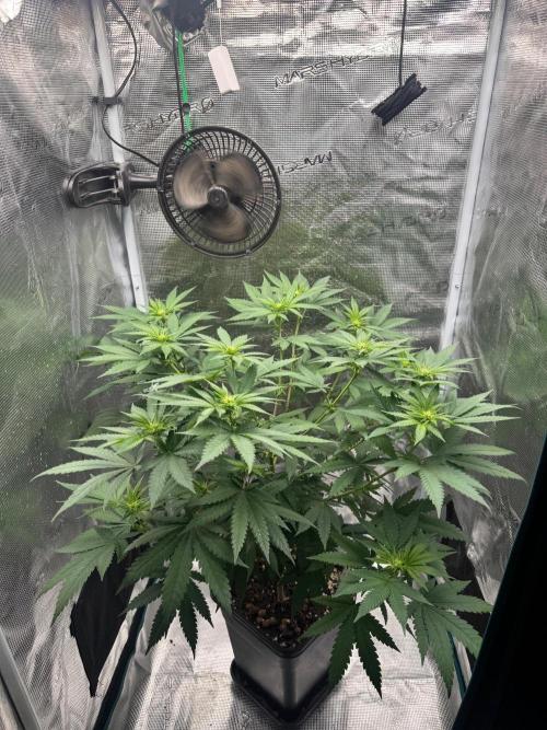 LX 187. Week 10