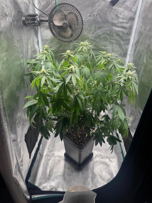 LX 187. Week 11