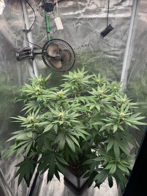 LX 187. Week 11