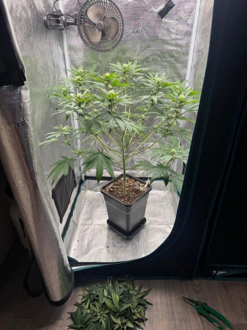 LX 187. Week 11