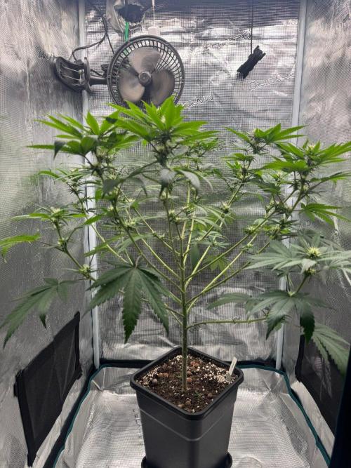 LX 187. Week 11