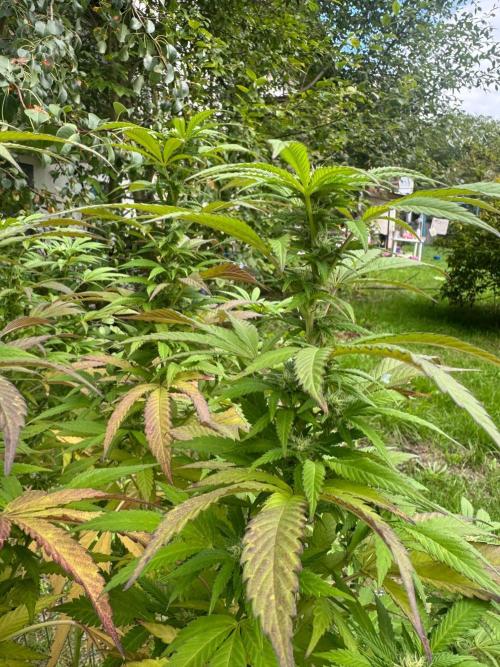 TAX Bracket #7 Outdoor. Week 13