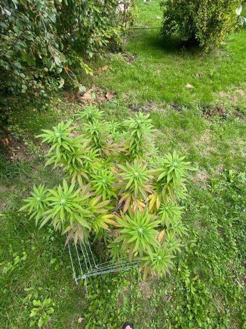 TAX Bracket #7 Outdoor. Week 13