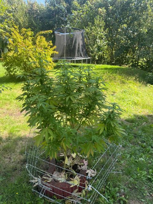 TAX Bracket #7 Outdoor. Week 13
