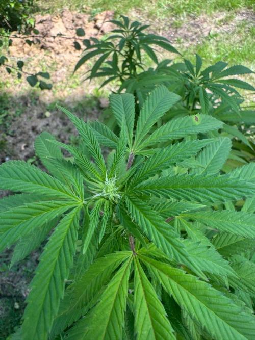 TAX Bracket #7 Outdoor. Week 13