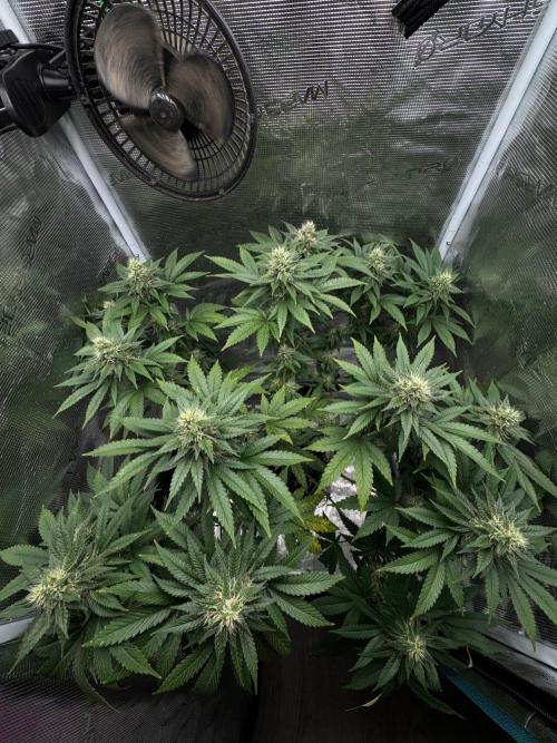 LX 187. Week 12