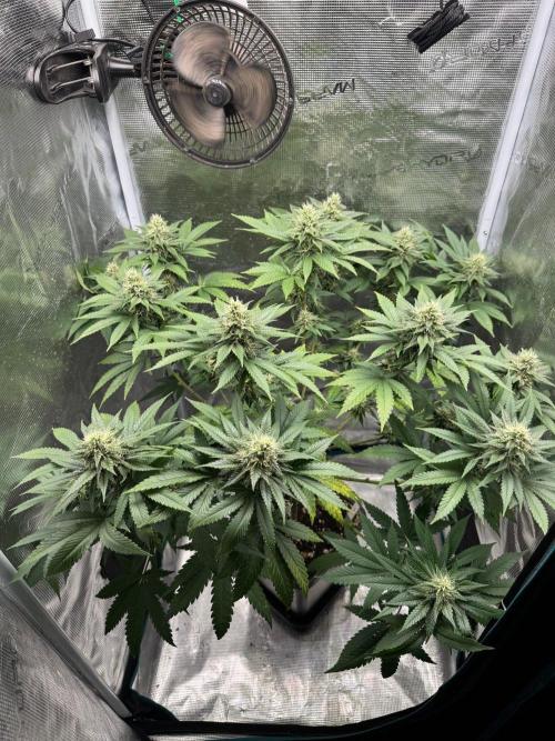 LX 187. Week 12