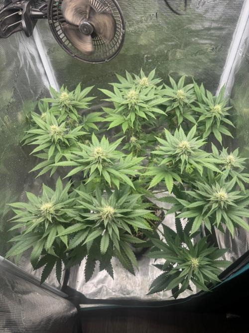 LX 187. Week 12