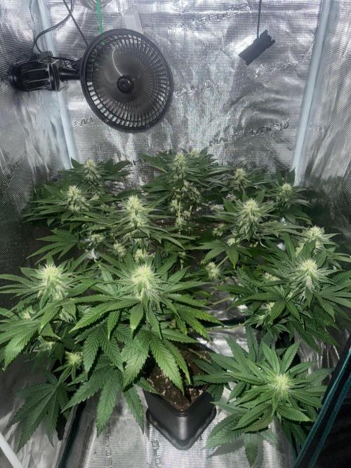 LX 187. Week 12