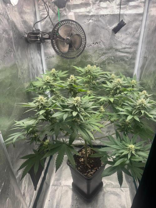 LX 187. Week 12