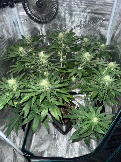LX 187. Week 12