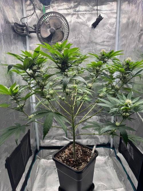 LX 187. Week 12