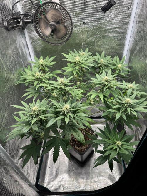 LX 187. Week 12