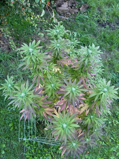 TAX Bracket #7 Outdoor. Week 14