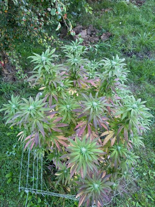 TAX Bracket #7 Outdoor. Week 14