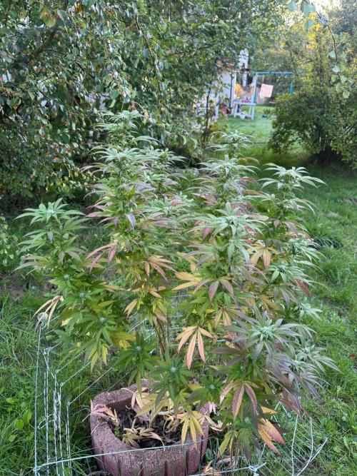 TAX Bracket #7 Outdoor. Week 14