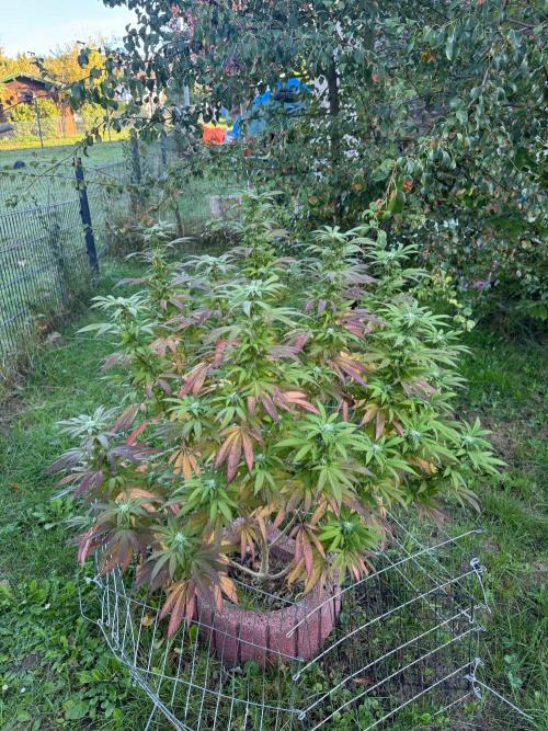 TAX Bracket #7 Outdoor. Week 14