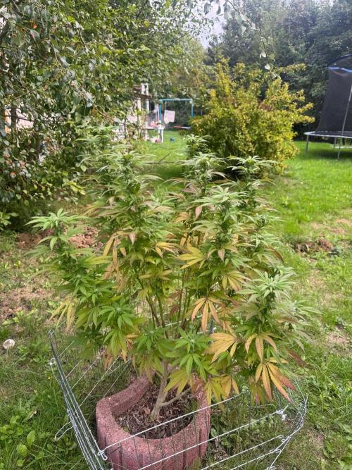 TAX Bracket #7 Outdoor. Week 14