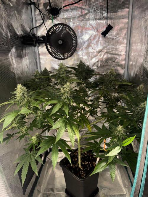 LX 187. Week 13