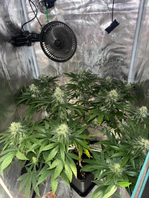 LX 187. Week 13
