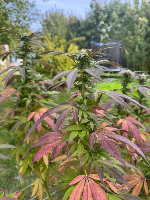 TAX Bracket #7 Outdoor. Week 15