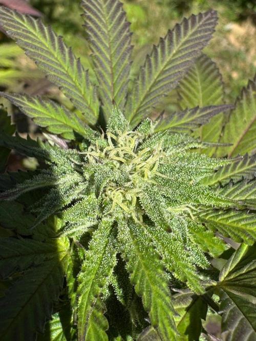 TAX Bracket #7 Outdoor. Week 15