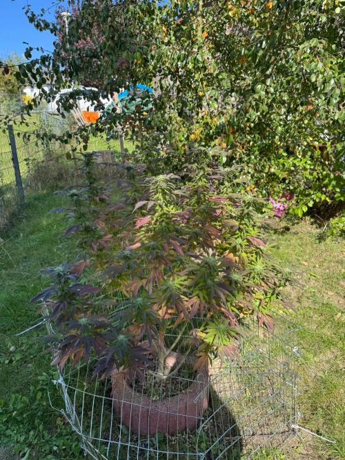 TAX Bracket #7 Outdoor. Week 15