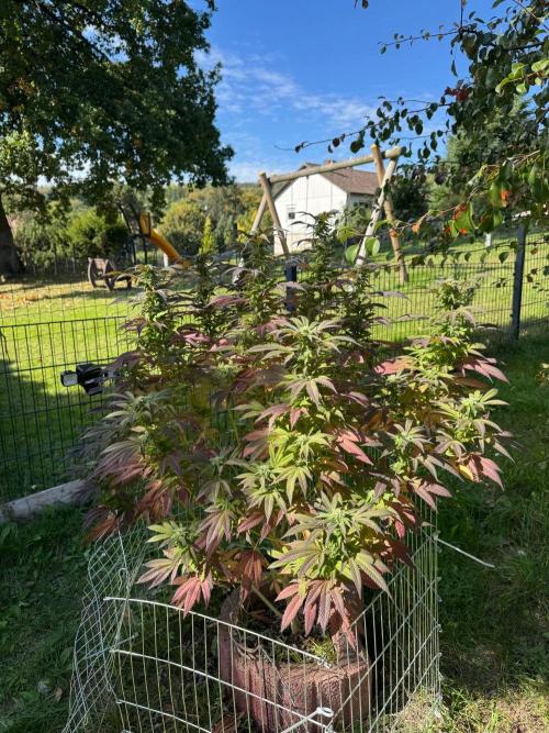 TAX Bracket #7 Outdoor. Week 15