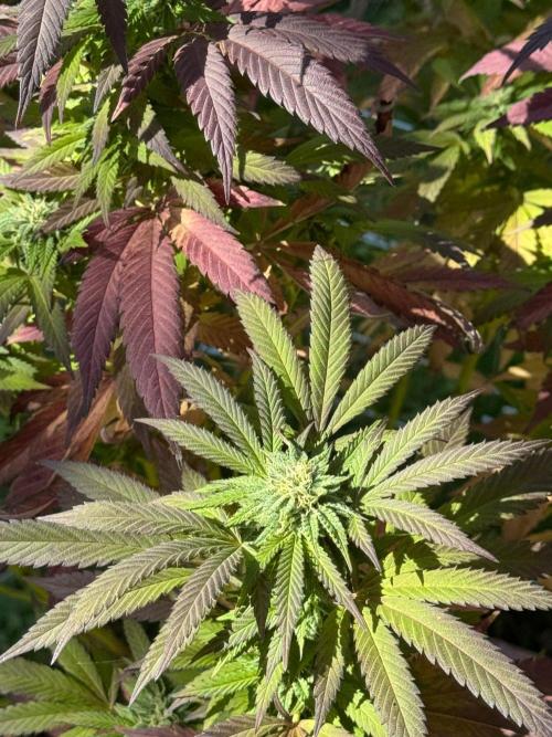 TAX Bracket #7 Outdoor. Week 15
