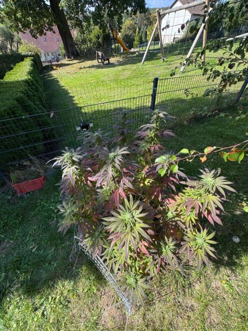 TAX Bracket #7 Outdoor. Week 15