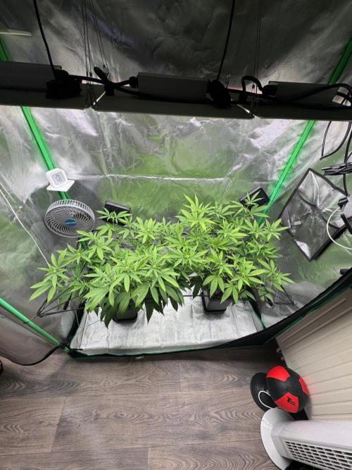Zoap WizardTrees. Week 3