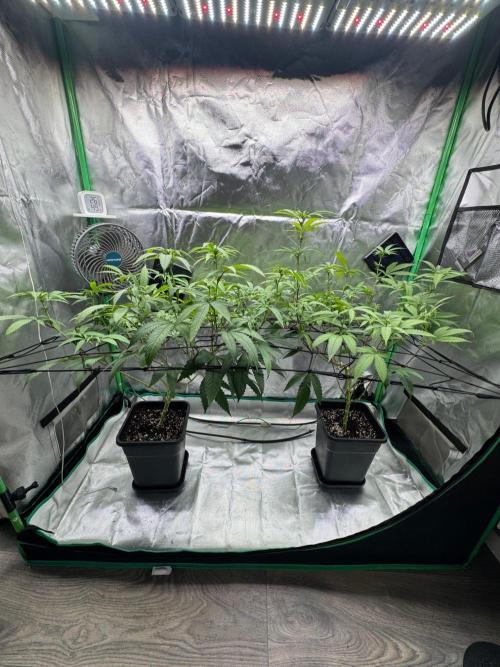 Zoap WizardTrees. Week 3