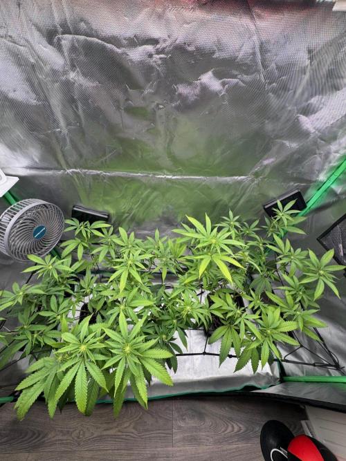 Zoap WizardTrees. Week 3