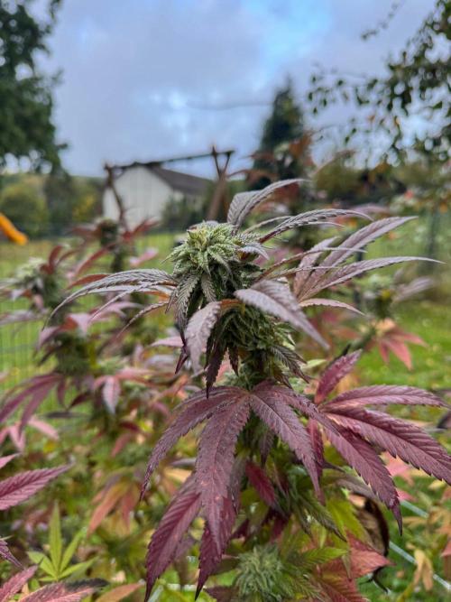 TAX Bracket #7 Outdoor. Week 16