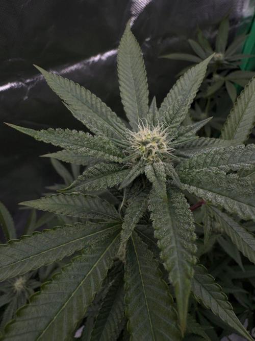 Zoap WizardTrees. Week 4