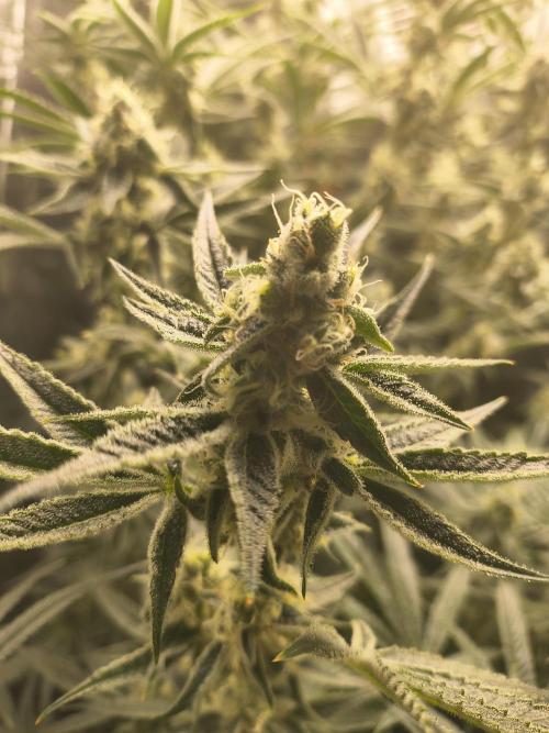 Sugarcane In House Genetics. Week 4