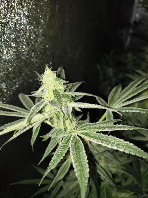 Sugarcane In House Genetics. Week 4