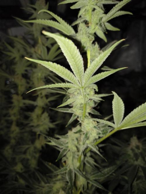 Sugarcane In House Genetics. Week 4