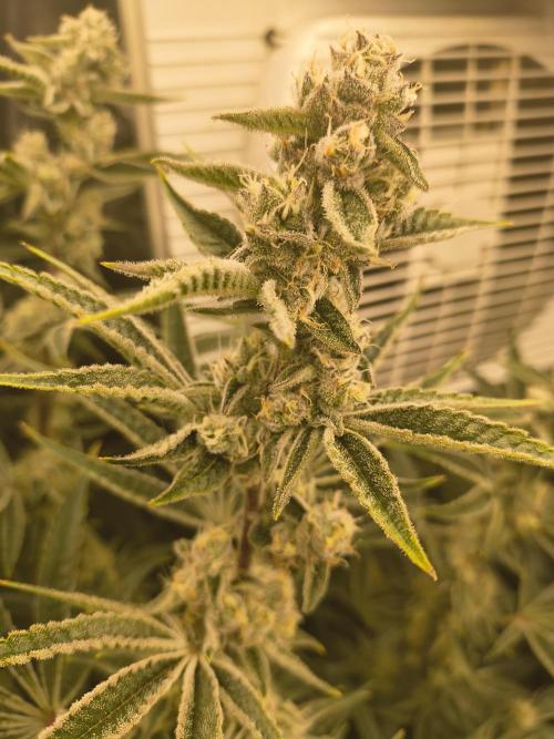 Sugarcane In House Genetics. Week 4